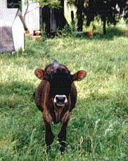 babybull