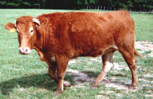 cow2